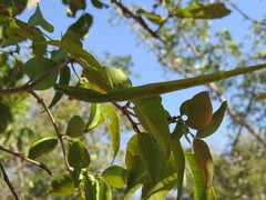 Secamone gerrardii