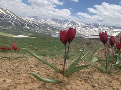 Tulipa orphanidea