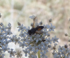 Clairvillia biguttata