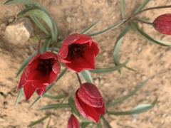 Tulipa orphanidea