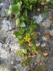 Senecio macroglossus