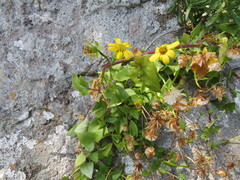 Senecio macroglossus