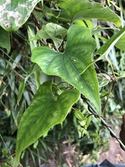 Dioscorea cirrhosa