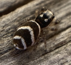 Salticus propinquus