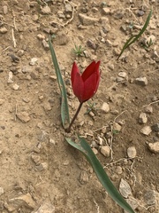 Tulipa orphanidea