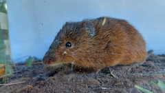 Oxymycterus rufus