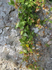 Senecio macroglossus