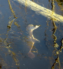 Apalone spinifera guadalupensis