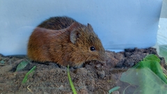 Oxymycterus rufus