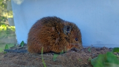 Oxymycterus rufus