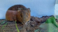 Oxymycterus rufus
