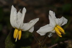 Solanum pumilum