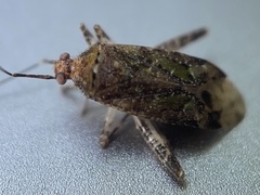 Phytocoris eximius