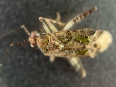 Phytocoris eximius