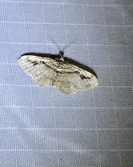 Costaconvexa
