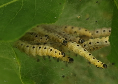 Yponomeuta irrorellus