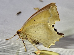 Eutomopepla rogenhoferi