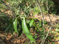 Coptosperma nigrescens