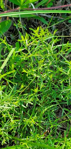 Image of Lechea tenuifolia by (c) Edie, some rights reserved (CC BY)
