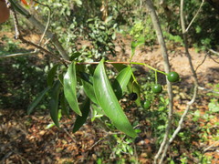 Coptosperma nigrescens