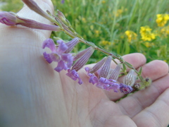 Silene bellidifolia