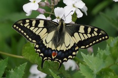 Papilio machaon britannicus