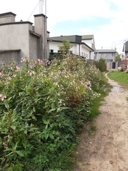 Impatiens glandulifera