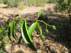Coptosperma nigrescens