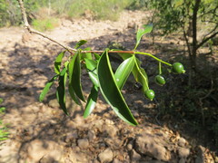 Coptosperma nigrescens