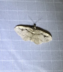 Costaconvexa