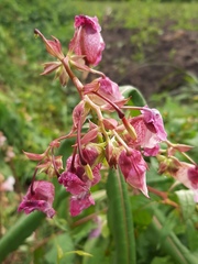 Impatiens glandulifera