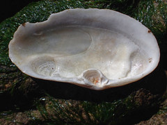 Lutraria lutraria