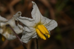Solanum pumilum