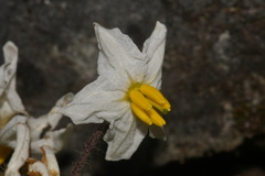 Solanum pumilum