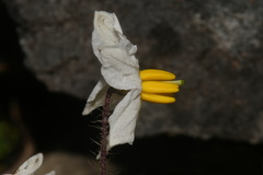 Solanum pumilum