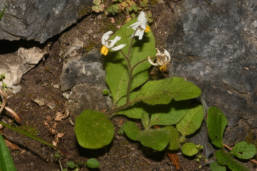 dwarf nightshade (Solanum pumilum)