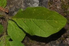 Solanum pumilum