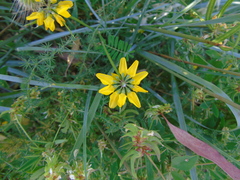 Securigera securidaca