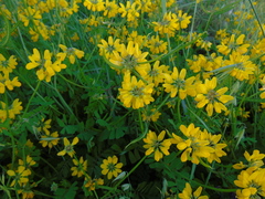 Securigera securidaca