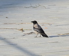 Corvus cornix