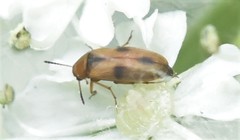 Anaspis maculata