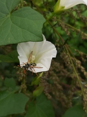 Polistes nimpha