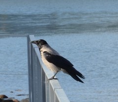 Corvus cornix
