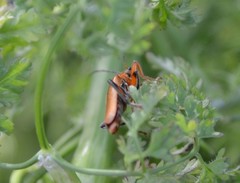 Cantharis livida