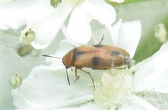 Anaspis maculata