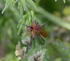 Cantharis livida