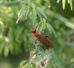Cantharis livida