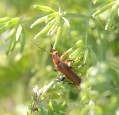 Cantharis livida