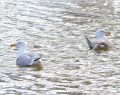 Larus argentatus