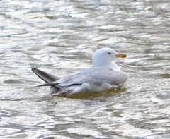 Larus argentatus